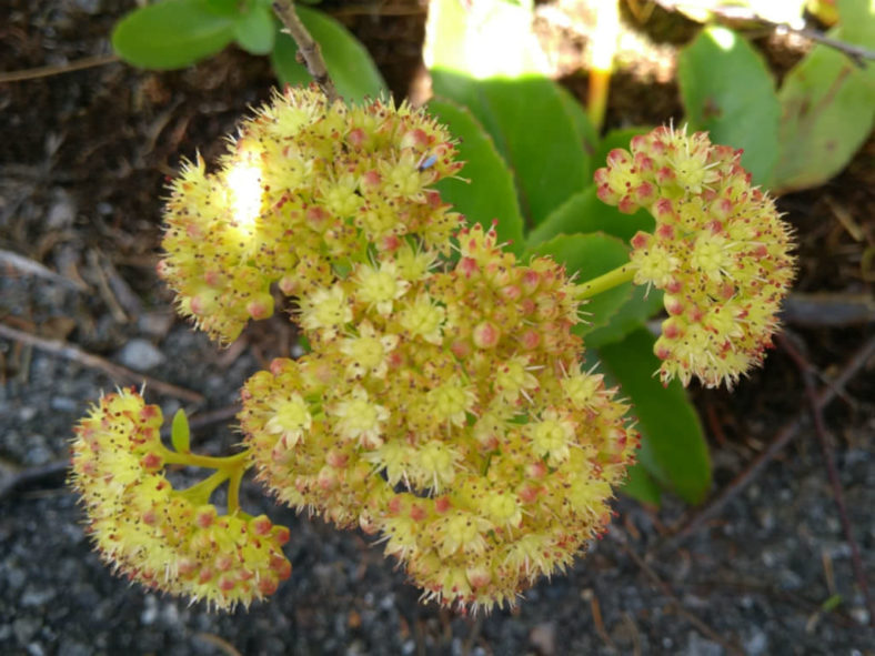 Hylotelephium maximum (Grand Stonecrop)