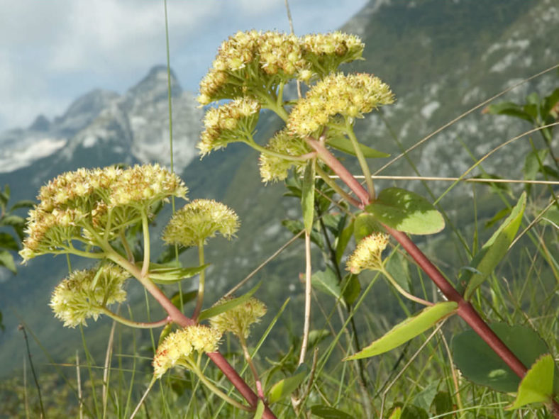 Hylotelephium maximum (Grand Stonecrop)