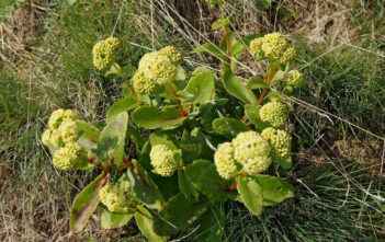 Hylotelephium maximum (Grand Stonecrop) Hylotelephium maximum (Grand Stonecrop)