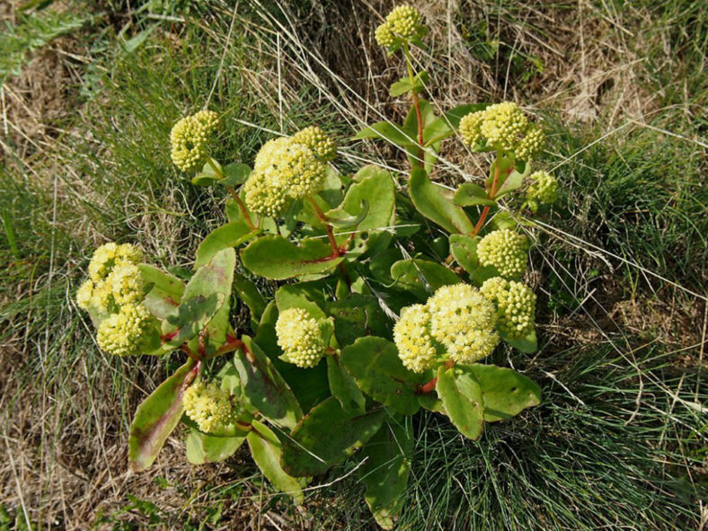 Hylotelephium maximum (Grand Stonecrop)