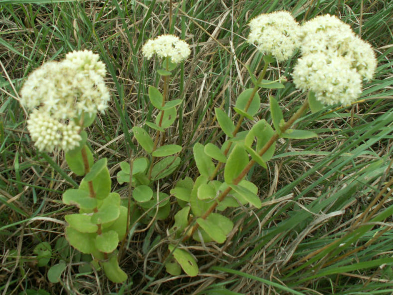 Hylotelephium maximum (Grand Stonecrop)