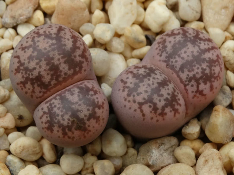 Lithops coleorum (Living Stones)