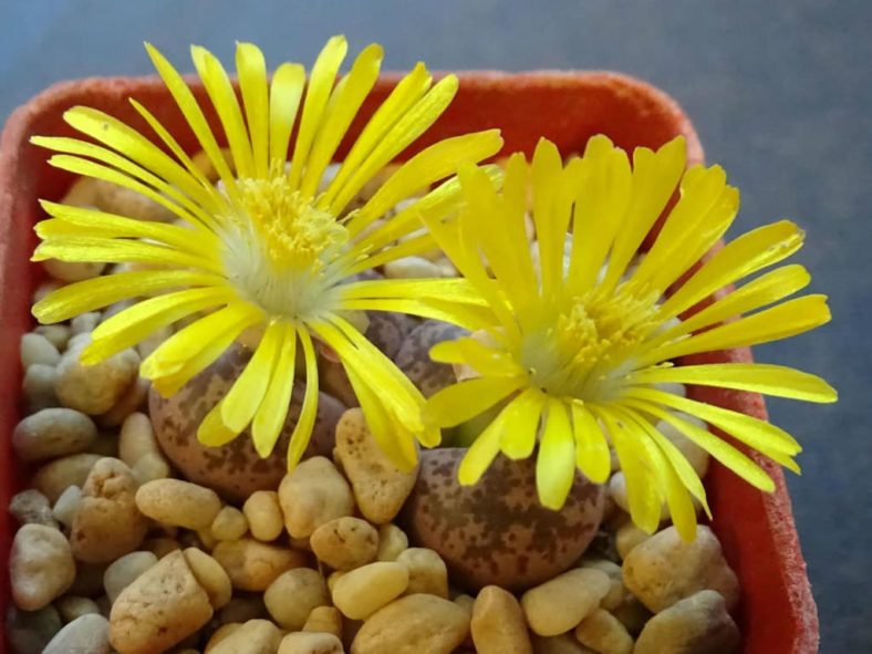 Lithops coleorum (Living Stones)