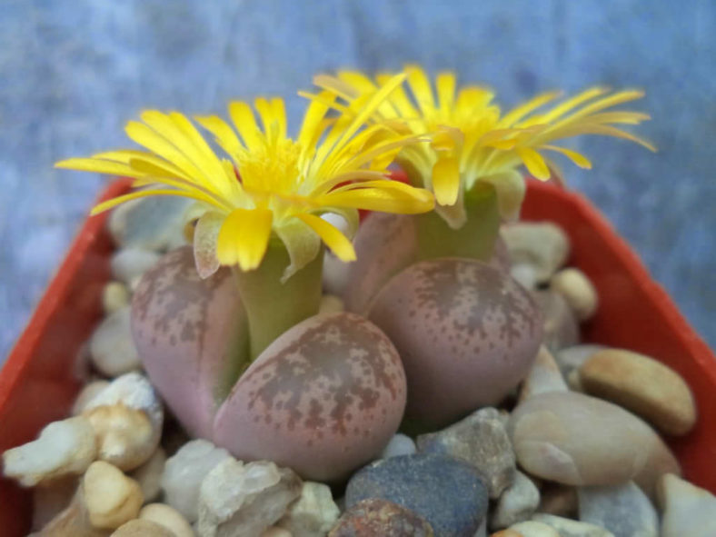 Lithops coleorum (Living Stones)