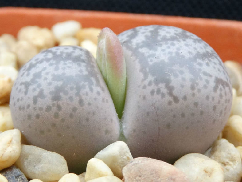 Lithops coleorum (Living Stones)