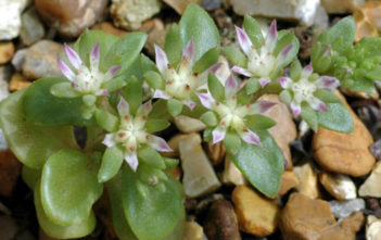 Phedimus stellatus (Starry Stonecrop) Phedimus stellatus (Starry Stonecrop)