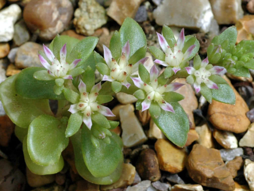 Phedimus stellatus (Starry Stonecrop)