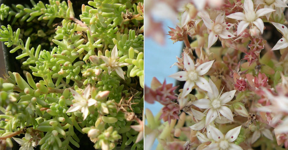 Sedum diffusum (Diffuse Stonecrop) | World of Succulents