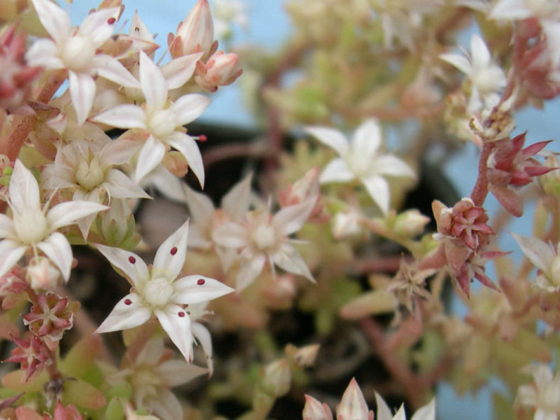 Sedum diffusum (Diffuse Stonecrop)