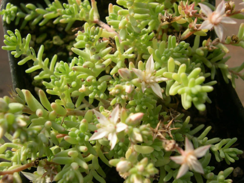 Sedum diffusum (Diffuse Stonecrop)