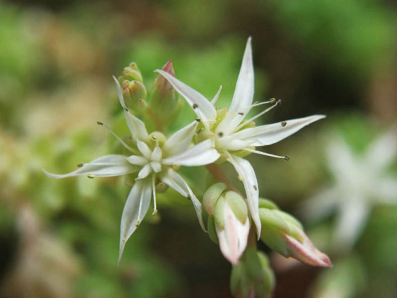 Sedum diffusum (Diffuse Stonecrop)