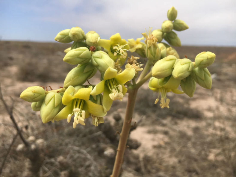 Tylecodon wallichii (Pegleg Butterbush)