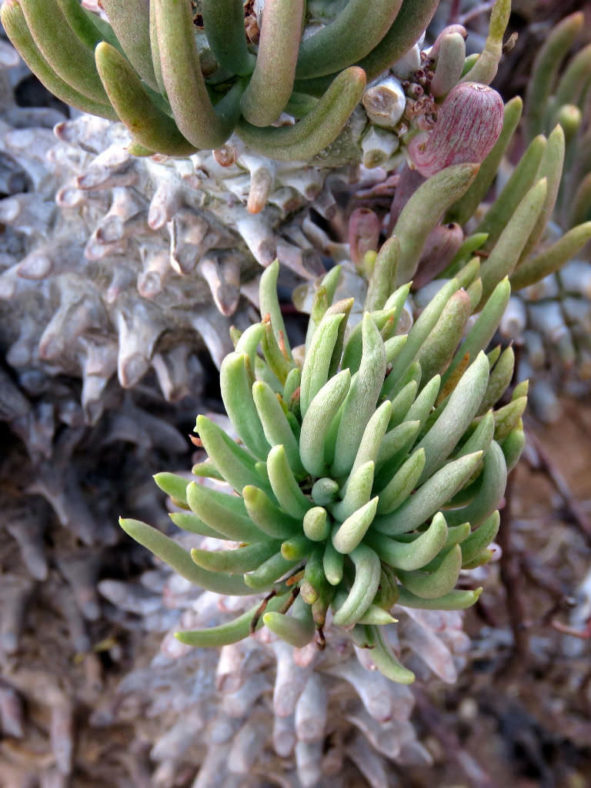 Tylecodon wallichii (Pegleg Butterbush)