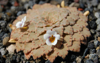 Viola farkasiana Viola farkasiana