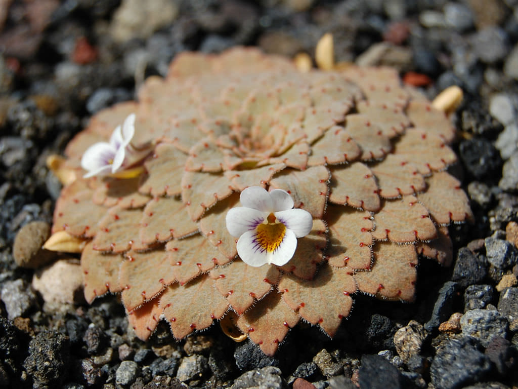 Viola farkasiana