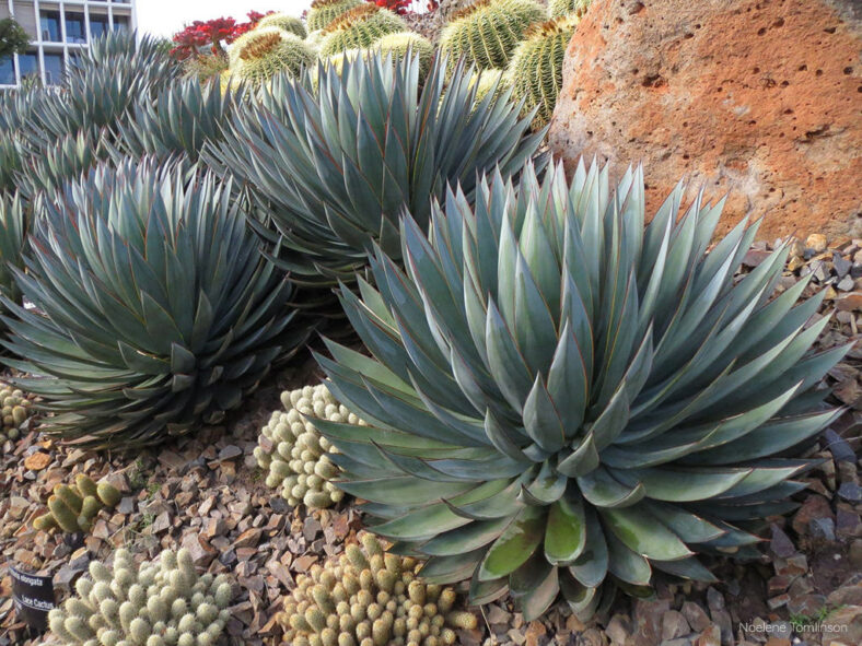 Agave 'Blue Glow' aka Agave 'Shaka Zulu'