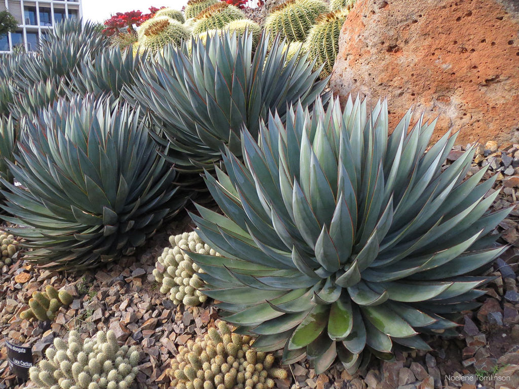 Agave Blue Flame  www.