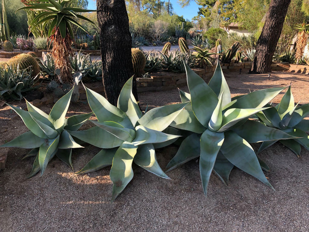 Agave guiengola (Dolphin Agave)