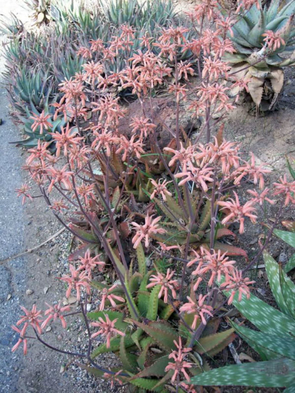 Aloe petrophila