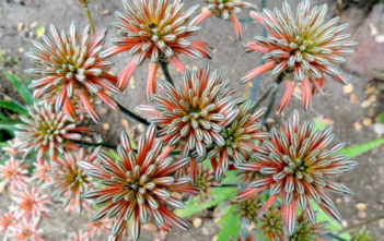 Aloe petrophila Aloe petrophila