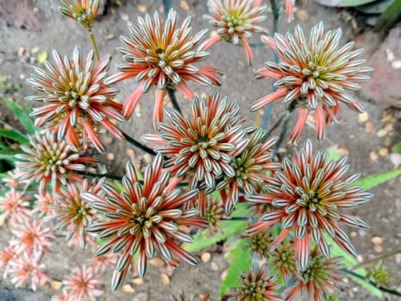 Aloe petrophila