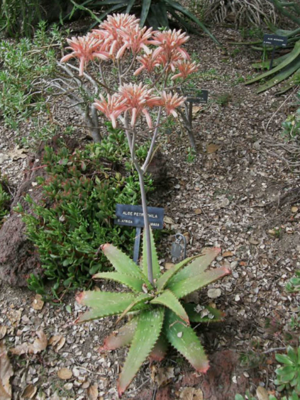 Aloe petrophila