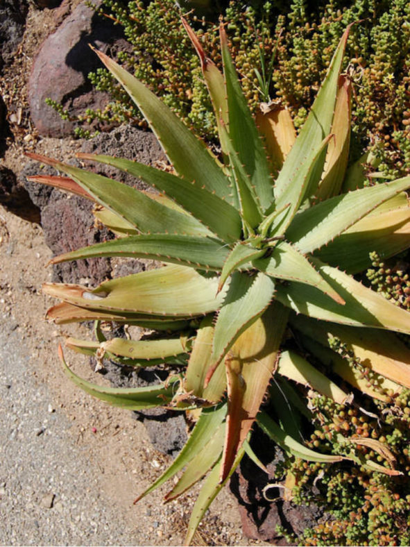 Aloe petrophila