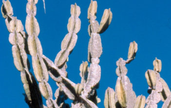 Cereus pierre-braunianus Cereus pierre-braunianus
