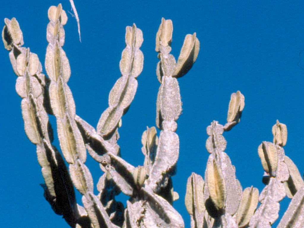 Cereus pierre-braunianus كيريوس بير براونيانوس Cereus-pierre-braunianus1