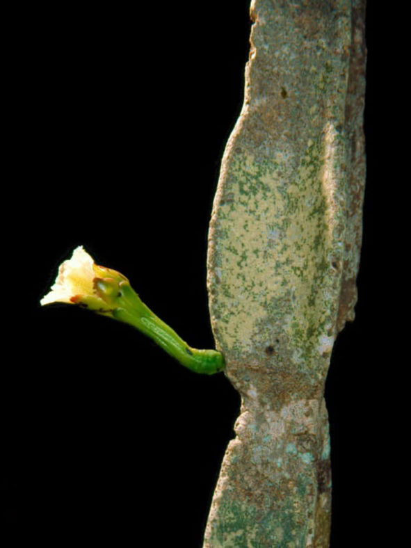 Cereus pierre-braunianus