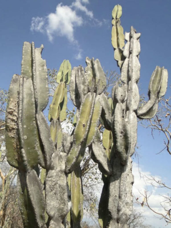 Cereus pierre-braunianus