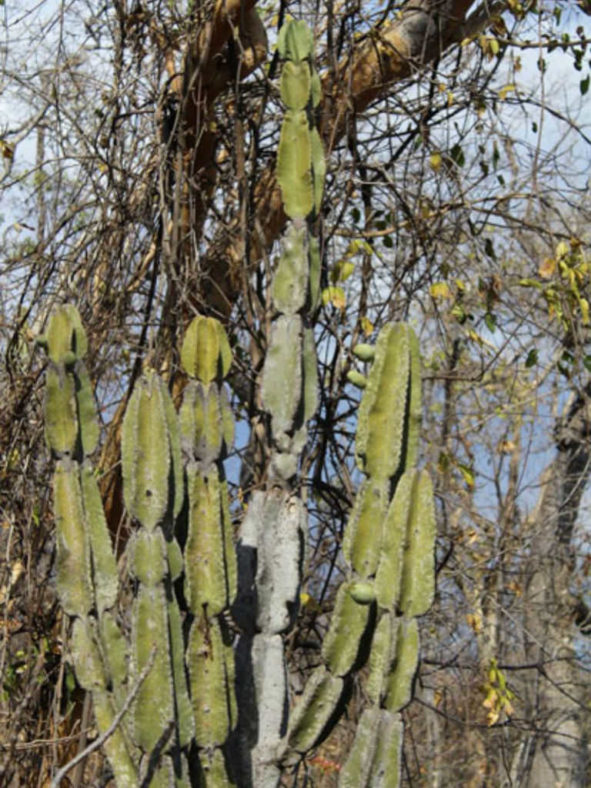 Cereus pierre-braunianus