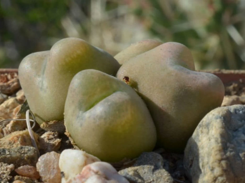 Conophytum maughanii