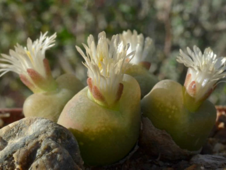 Conophytum maughanii