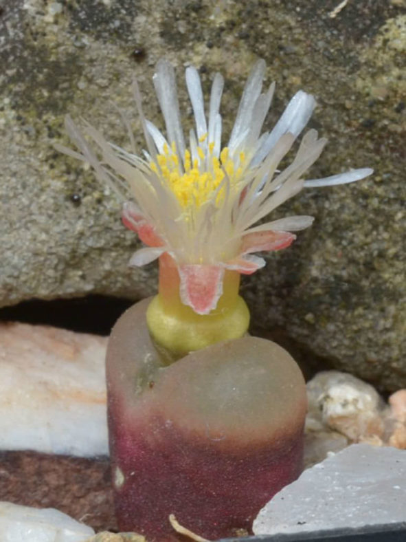 Conophytum maughanii