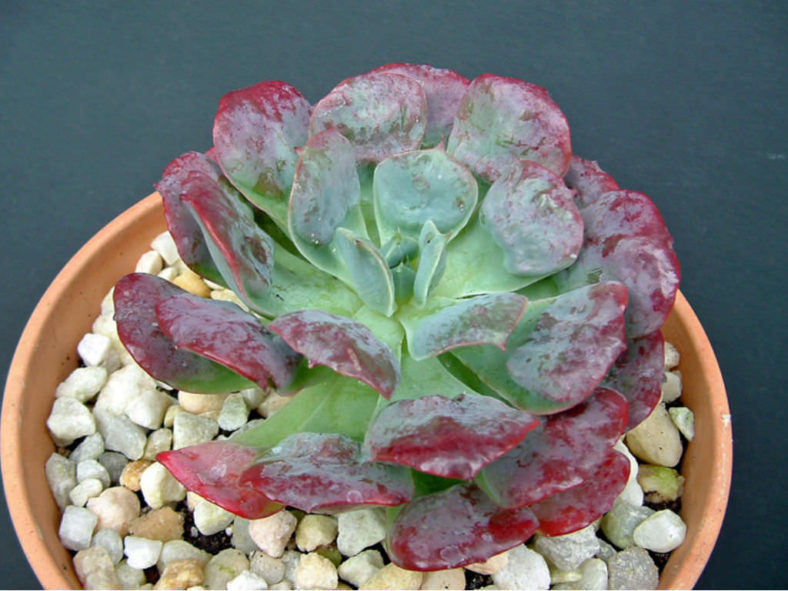 Echeveria 'Pagoda'