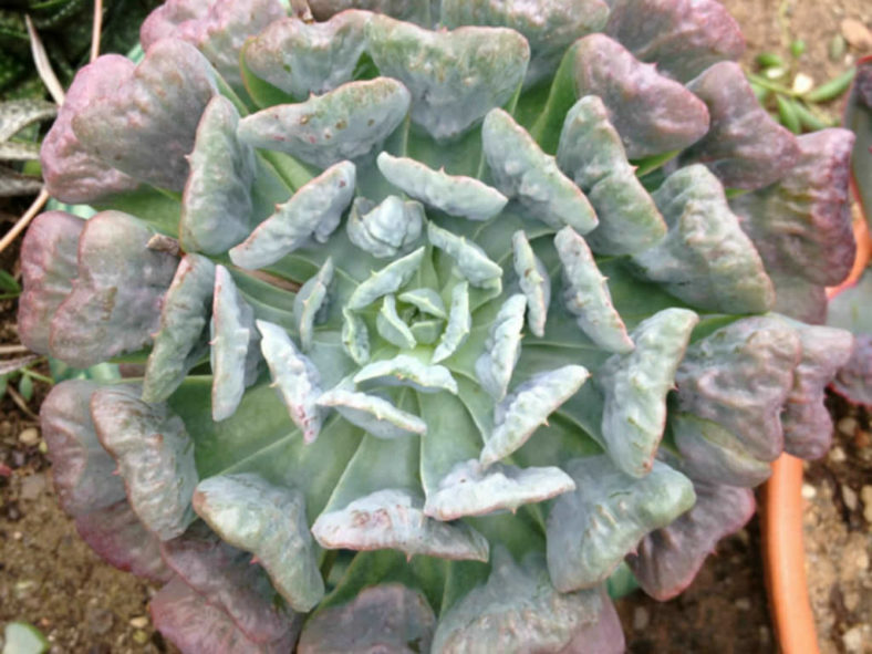 Echeveria 'Pagoda'