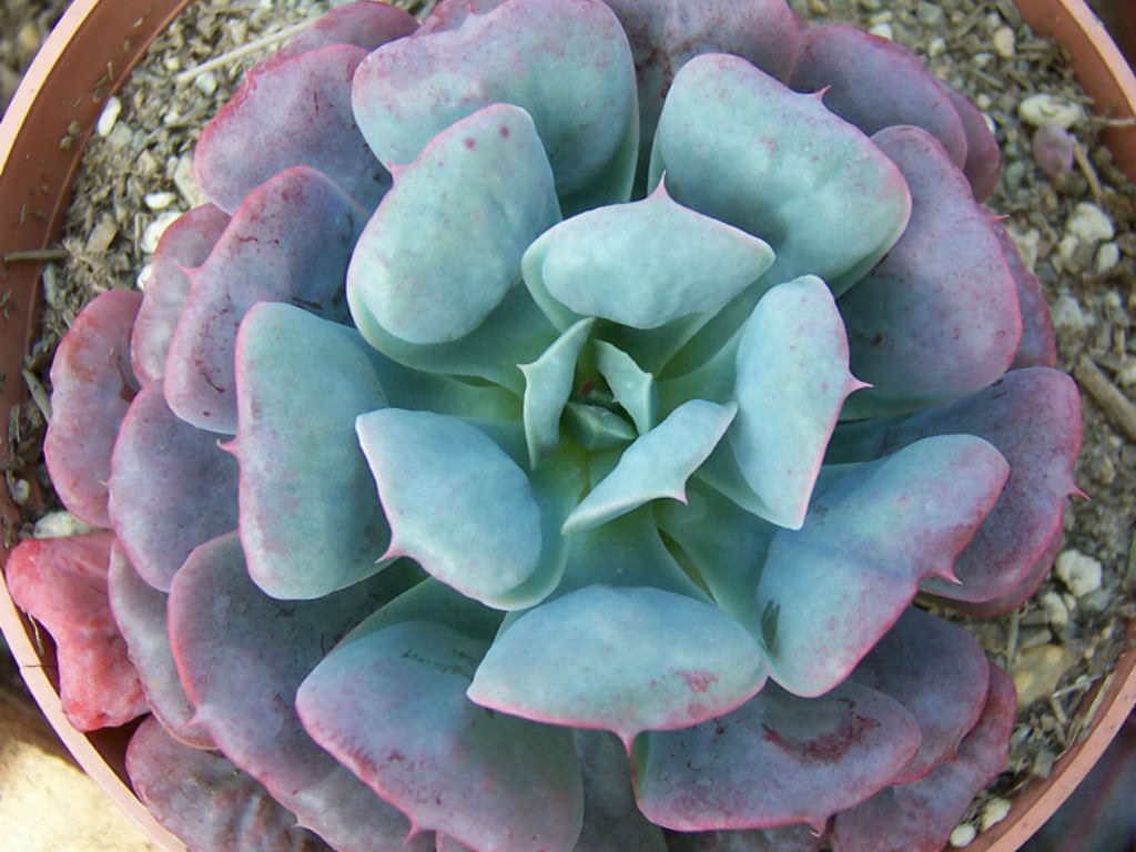 Echeveria 'Pagoda'