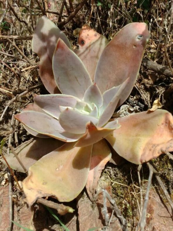 Echeveria dactylifera