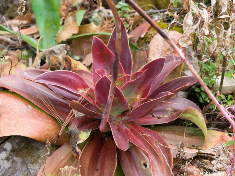 Echeveria dactylifera