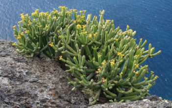 Euphorbia aphylla (Leafless Spurge) Euphorbia aphylla (Leafless Spurge)
