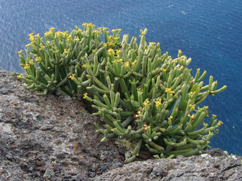 Euphorbia aphylla (Leafless Spurge)