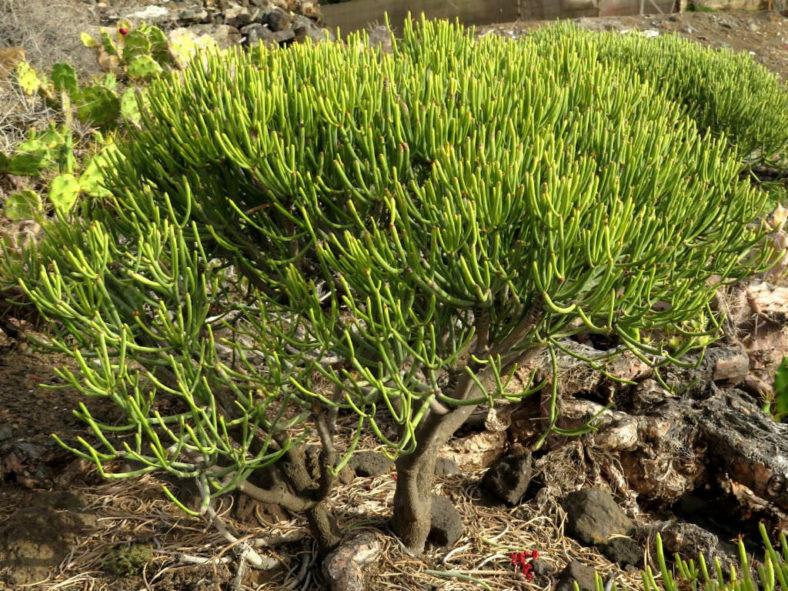 Euphorbia aphylla (Leafless Spurge)