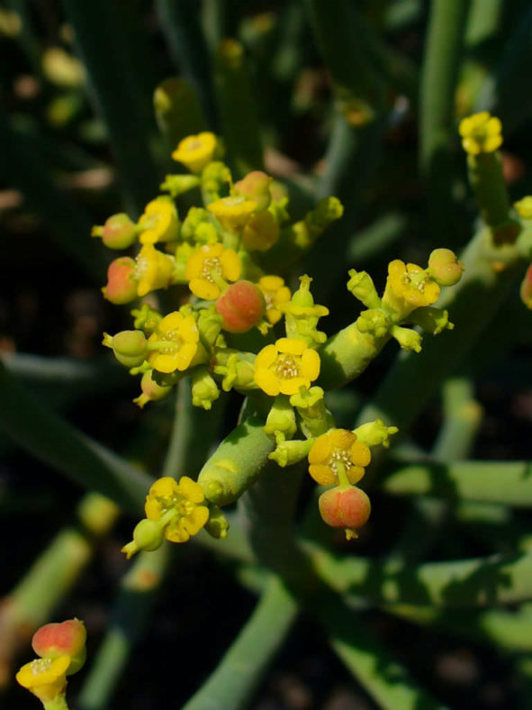 Euphorbia aphylla (Leafless Spurge)