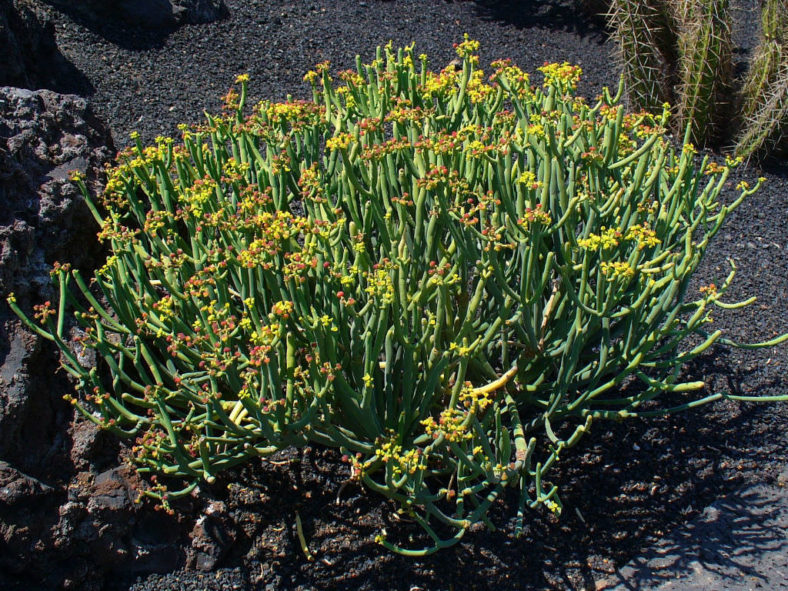 Euphorbia aphylla (Leafless Spurge)