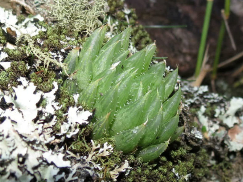 Haworthia mucronata (Glassrim Haworthia)