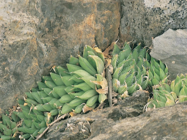 Haworthia mucronata (Glassrim Haworthia)