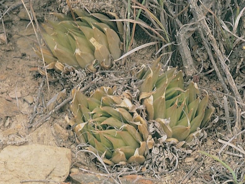 Haworthia mucronata (Glassrim Haworthia)