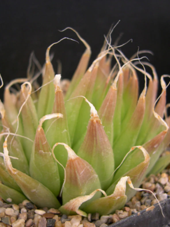 Haworthia mucronata (Glassrim Haworthia)