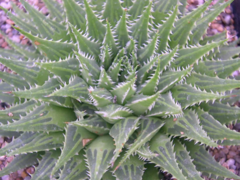 Haworthia rossouwii aka Haworthia serrata